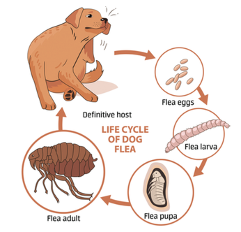 riqueza un poco Me gusta Fleas, Fleas, Fleas! – McCleary Animal Hospital