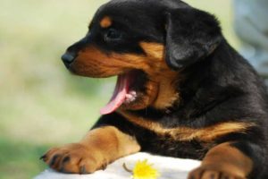 how to stop a dog from coughing with kennel cough