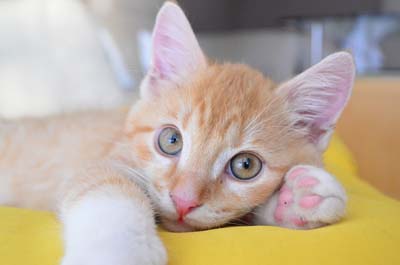 image for Litter training your kitten